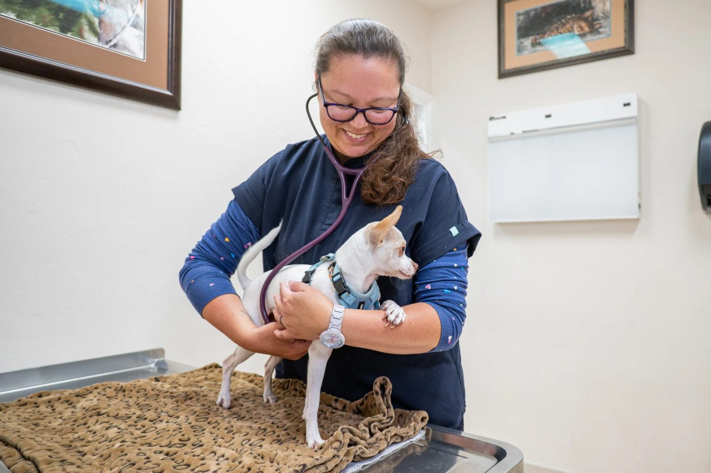 Veterinarian examining small white dog on exam table in clinic